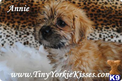 Mixed Breed Puppies in CA